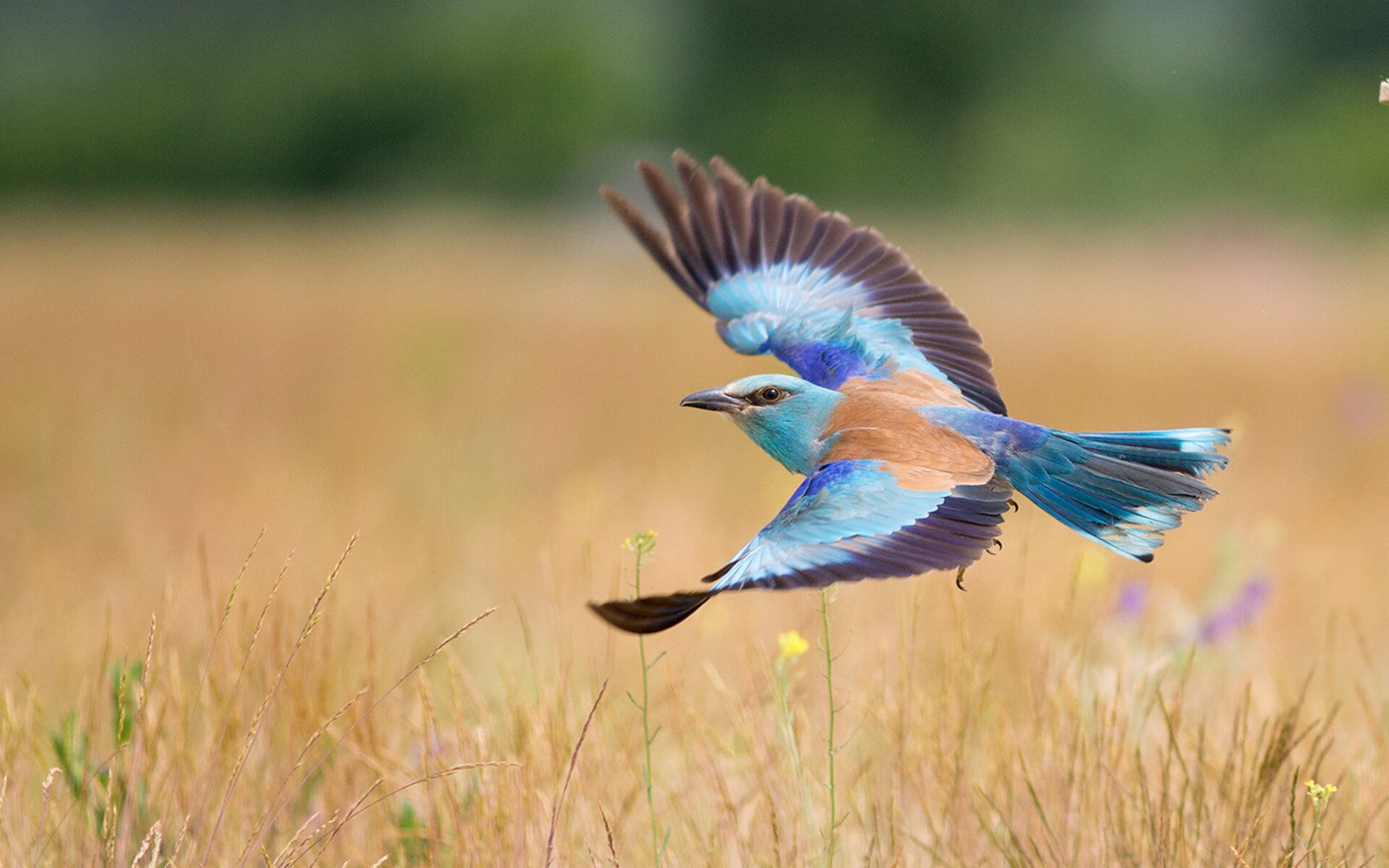 开云体育网页入口-中国三人篮球女队加强防守反击连贯性，中国女子三人篮球球员