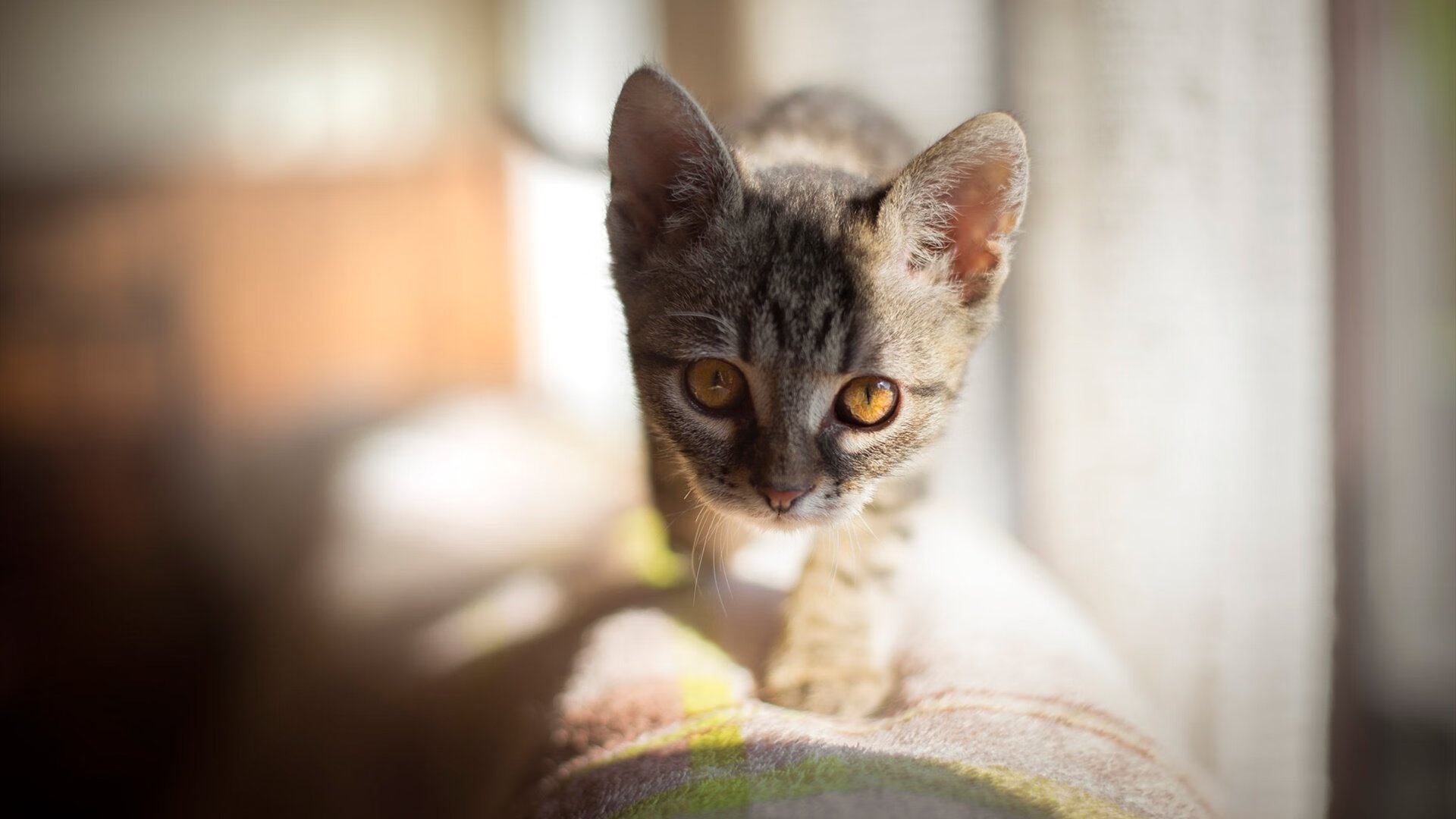 Kaiyun官方登录入口-中小学体育课程注重兴趣培养，中小学体育课的重要性