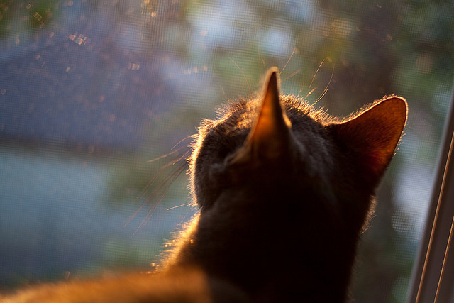 kaiyun-希腊女篮在欧洲锦标赛中再夺冠军，延续荣耀传奇，希腊 欧锦赛