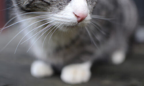 开云体育下载官网-德甲积分榜的最新动态分析,德甲积分榜的最新动态分析