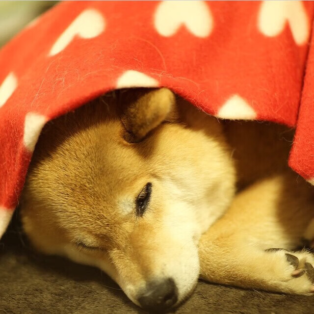 kaiyun-法国新秀崭露头角，团队未来充满希望