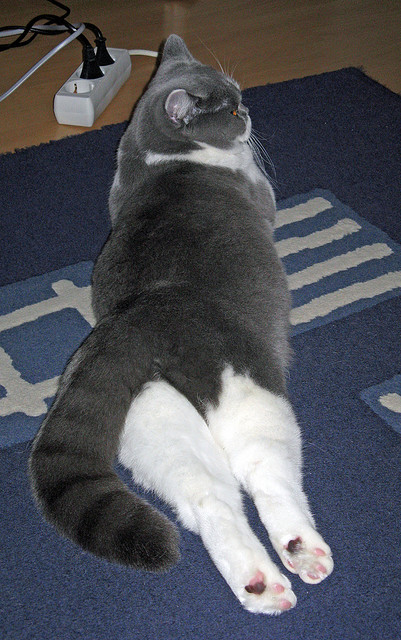 开云APP-爱尔兰男队伤病问题考验备战进度，爱尔兰男子